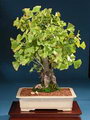 Ginkgo Biloba Bonsai